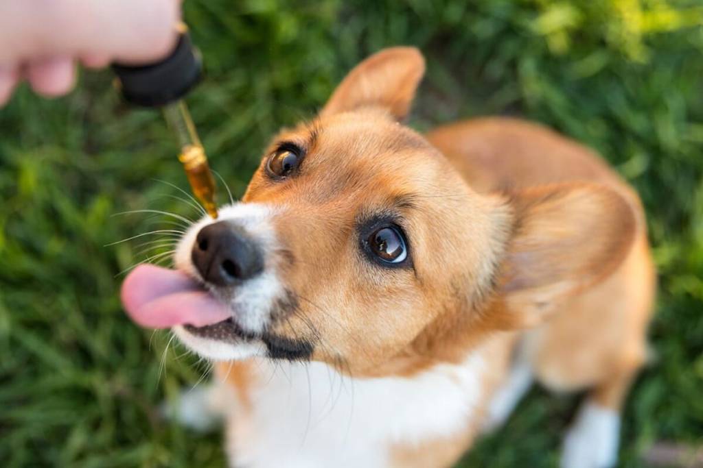 Is CBD The Right Answer For Our Dogs 1635866911 scaled - Is CBD The Right Answer For Our Dogs?
